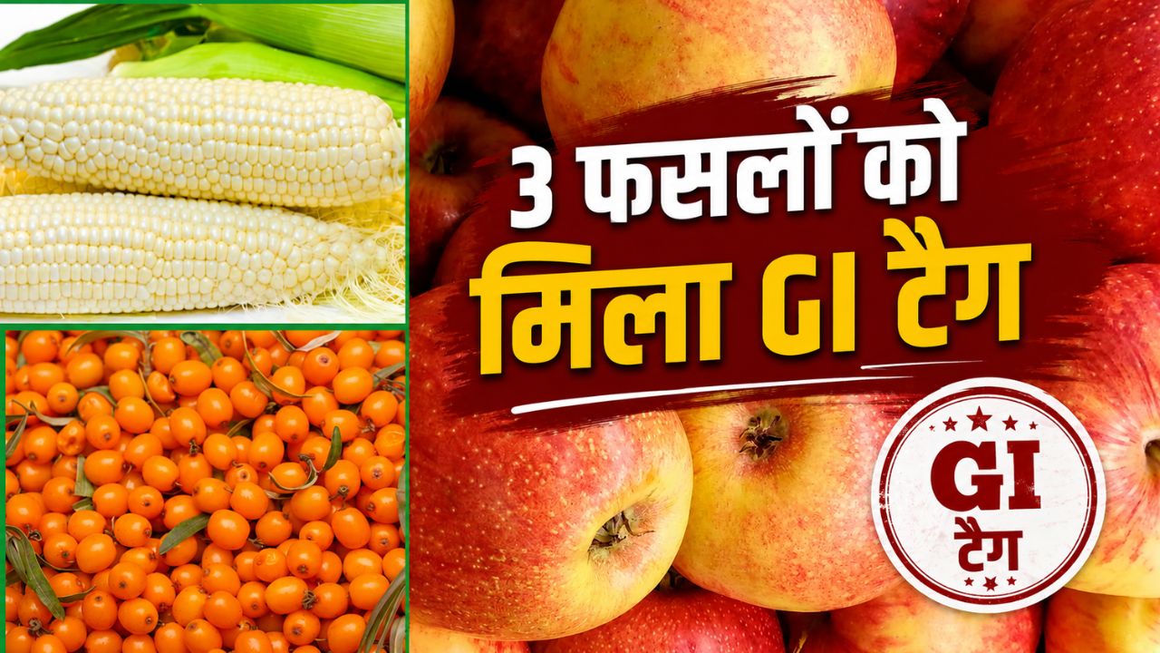 हिमाचल के 8 उत्पादों को मिला GI टैग, अब किन्नौरी सेब और सफेद मक्का की मिलेगी नई पहचान