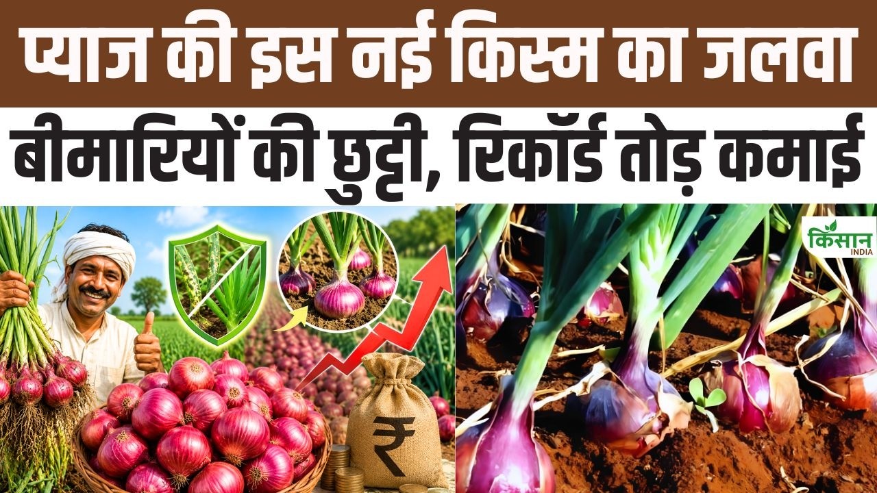 Onion किसानों के लिए खुशखबरी! ऑनलाइन मिल रहे भीमा डार्क रेड के बीज, 100 दिन में 22 टन उपज
