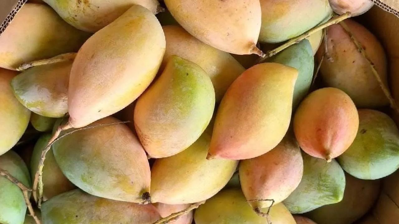 तोतापुरी आम के दाम धड़ाम, 3 रुपये किलो रेट.. किसान नहीं निकाल पा रहे लागत