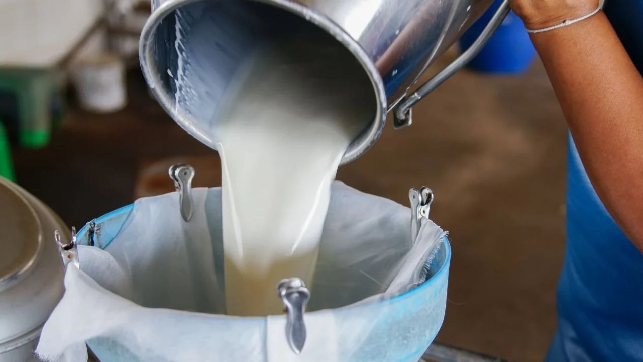 गर्मी से घटा दूध उत्पादन, Aavin की सप्लाई पर असर.. किसान भी बना रहे दूरी