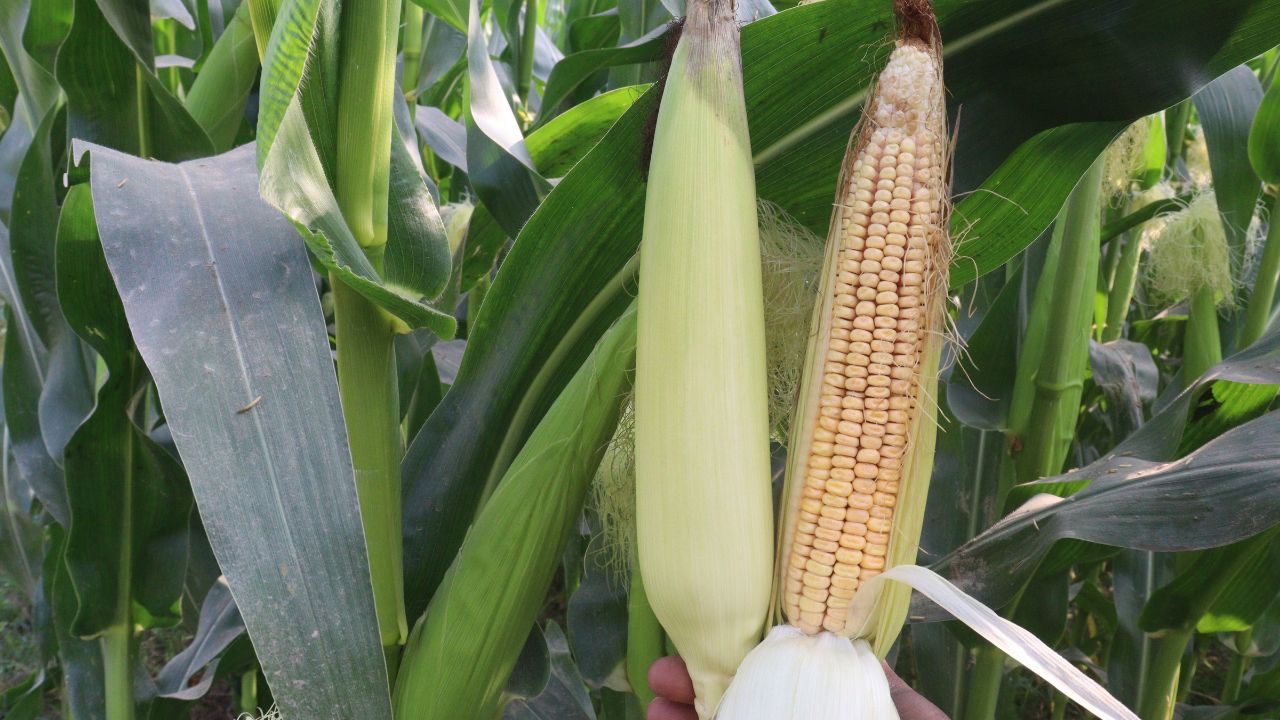 मक्का की बढ़ती फसल में फॉल आर्मीवर्म (Fall Armyworm) नाम का खतरनाक कीट तेजी से फैल सकता है. यह पौधे की पत्तियों के अंदर छिपकर नुकसान पहुंचाता है और कम समय में पूरी फसल को प्रभावित करने की क्षमता रखता है.
मक्का की बढ़ती फसल में फॉल आर्मीवर्म (Fall Armyworm) नाम का खतरनाक कीट तेजी से फैल सकता है. यह पौधे की पत्तियों के अंदर छिपकर नुकसान पहुंचाता है और कम समय में पूरी फसल को प्रभावित करने की क्षमता रखता है.