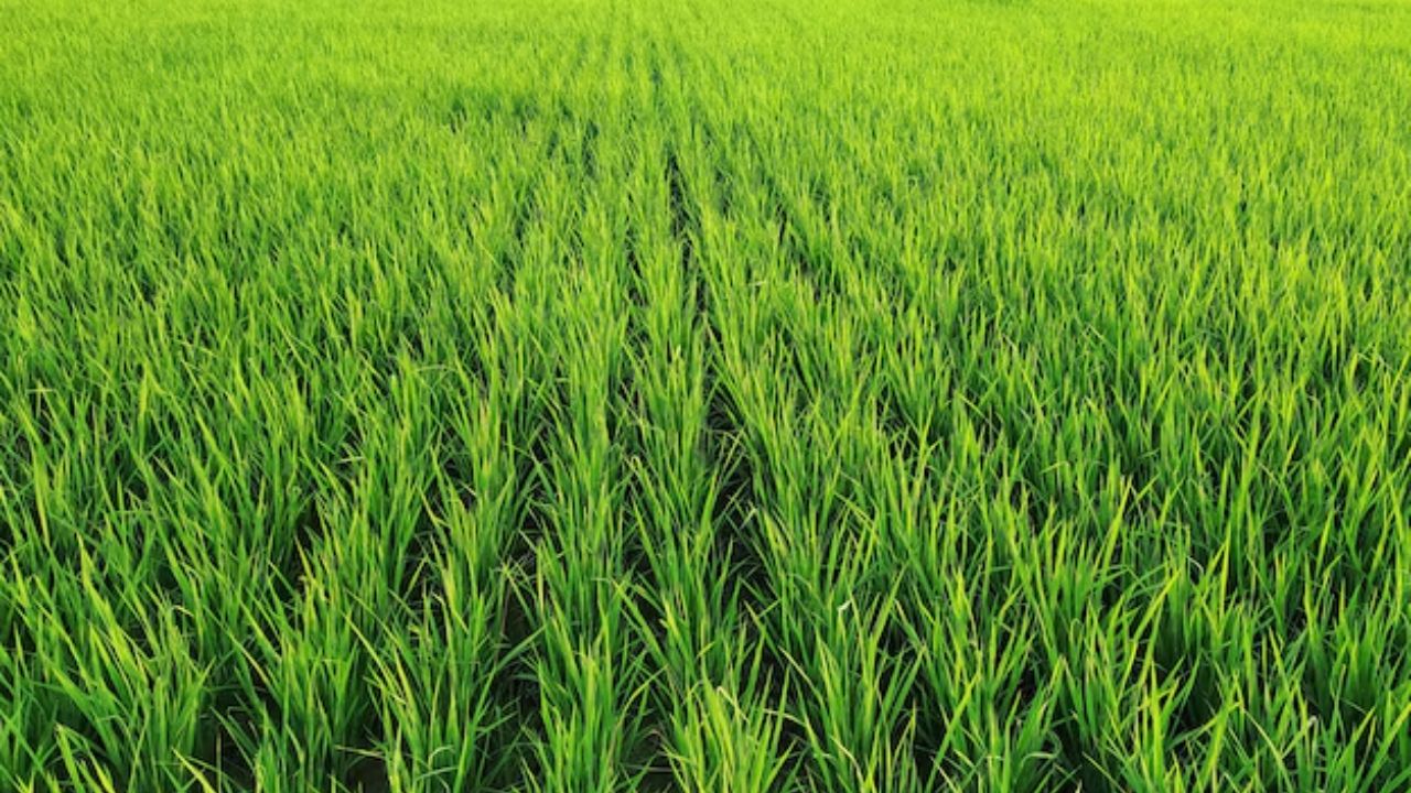 किसान ध्यान दें! धान की नर्सरी में ये 6 गलतियां पड़ सकती हैं भारी, फसल की पैदावार हो सकती है आधी