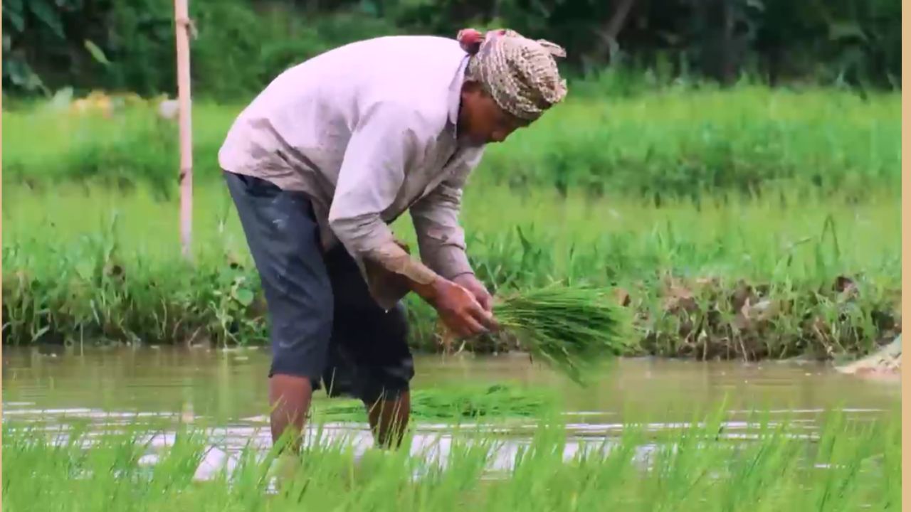 पीएम फसल बीमा के नियमों में सख्ती, गलत जानकारी पर 5 साल… न्यूनतम जमीन मानक तय पीएम फसल बीमा के नियमों में सख्ती, गलत जानकारी पर 5 साल… न्यूनतम जमीन मानक तय