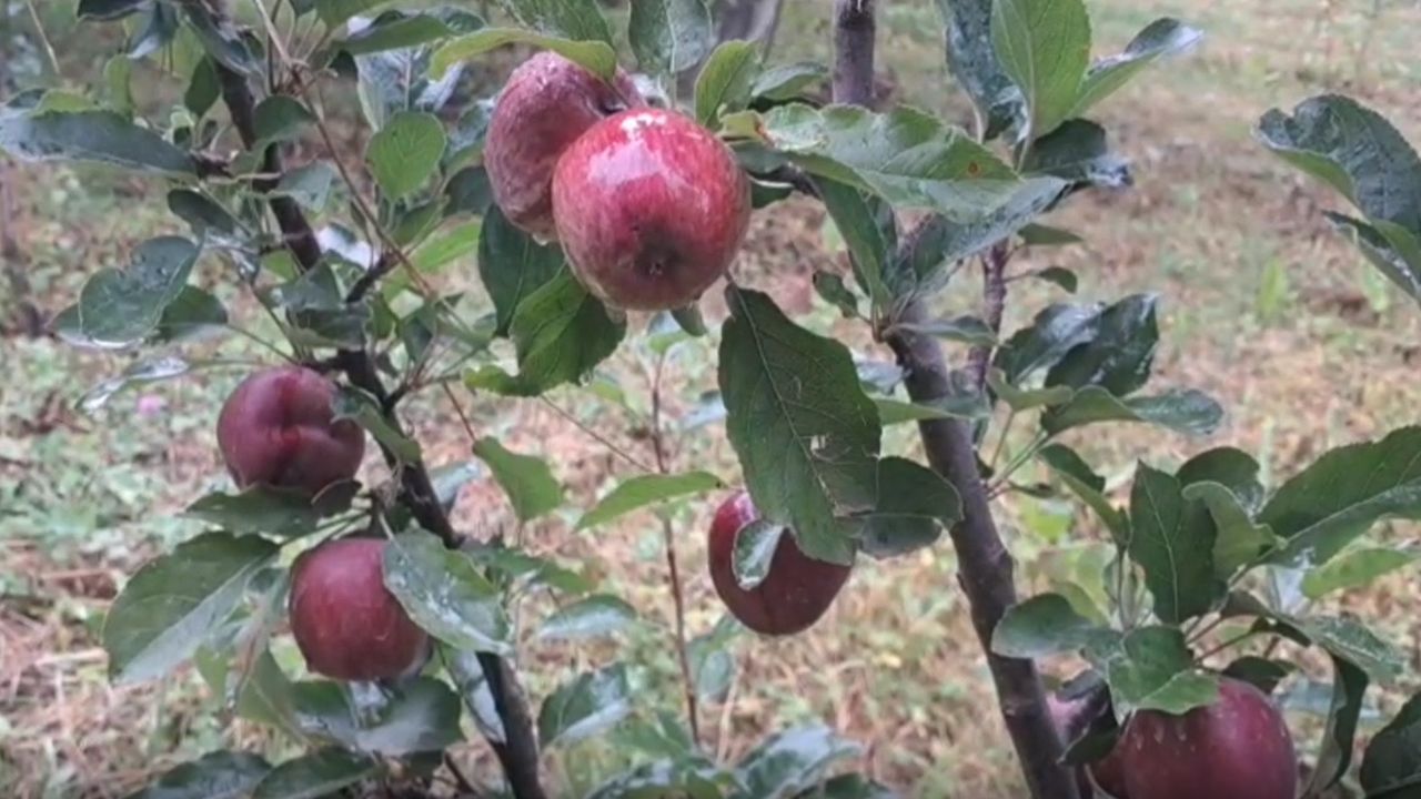 ओलावृष्टि से सेब उत्पादन को झटका, 37 फीसदी उपज घटने से 5 हजार करोड़ का कारोबार प्रभावित