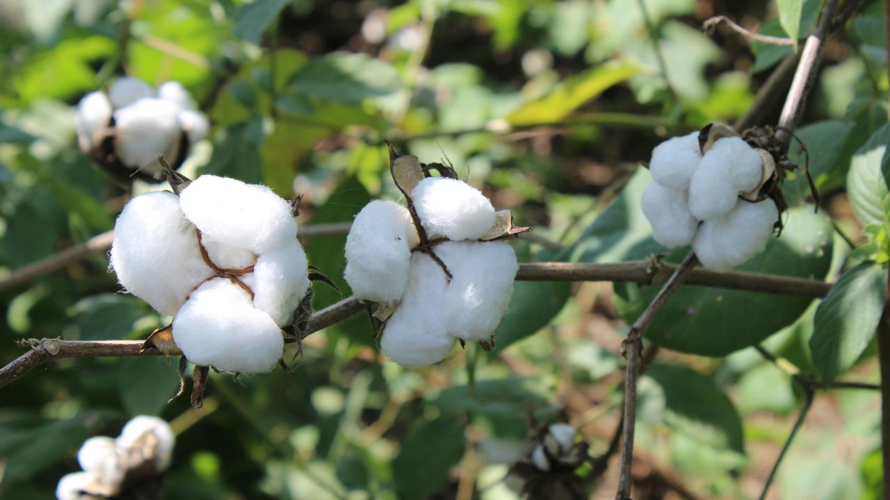 मॉनसून के साथ जुलाई में कपास बुवाई तेज, 20 दिन में 23 फीसदी गिरावट पूरी करना बना चुनौती