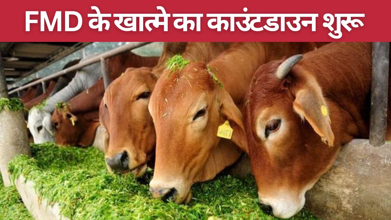 यूरोपीय डेयरी बाजार में पैठ बनाने के लिए एफएमडी मुक्त होंगे 9 राज्य, सरकार का मेगा प्लान