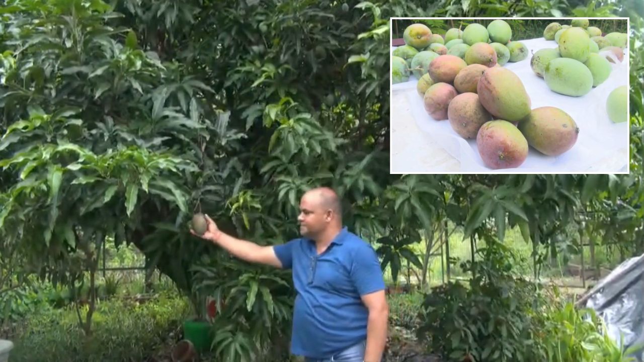 एक पेड़ में 42 किस्म के आम लगाने में सफलता मिली, वैज्ञानिकों ने दूसरे पौधों पर शोध शुरू किया एक पेड़ में 42 किस्म के आम लगाने में सफलता मिली, वैज्ञानिकों ने दूसरे पौधों पर शोध शुरू किया