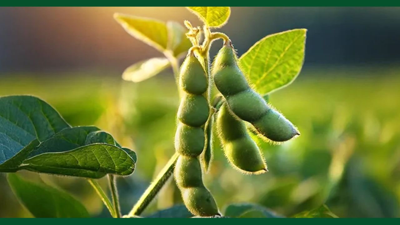 Tip Of The Day: धान छोड़ अब इस फसल की ओर बढ़ रहे किसान, 100 दिन में बंपर पैदावार