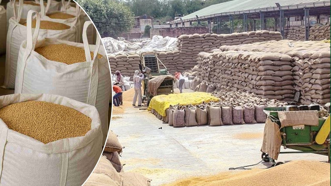 सीताफल के बीज से बनाया जैविक नैनो कीटनाशक, स्टोर में रखे अनाज को कीटों से बचाने में कारगर सीताफल के बीज से बनाया जैविक नैनो कीटनाशक, स्टोर में रखे अनाज को कीटों से बचाने में कारगर