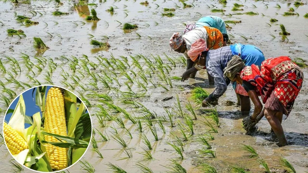 पंजाब-हरियाणा में भारी बारिश से धान-मक्का किसान खुश, फसल की तेज ग्रोथ से बंपर उपज का अनुमान