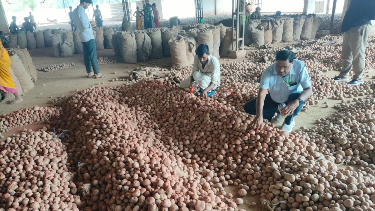 आलू को रंगकर महंगे दाम में बेच रहे थे मिलावटखोर, छापेमारी में 6670 क्विंटल रंगा आलू पकड़ा गया आलू को रंगकर महंगे दाम में बेच रहे थे मिलावटखोर, छापेमारी में 6670 क्विंटल रंगा आलू पकड़ा गया