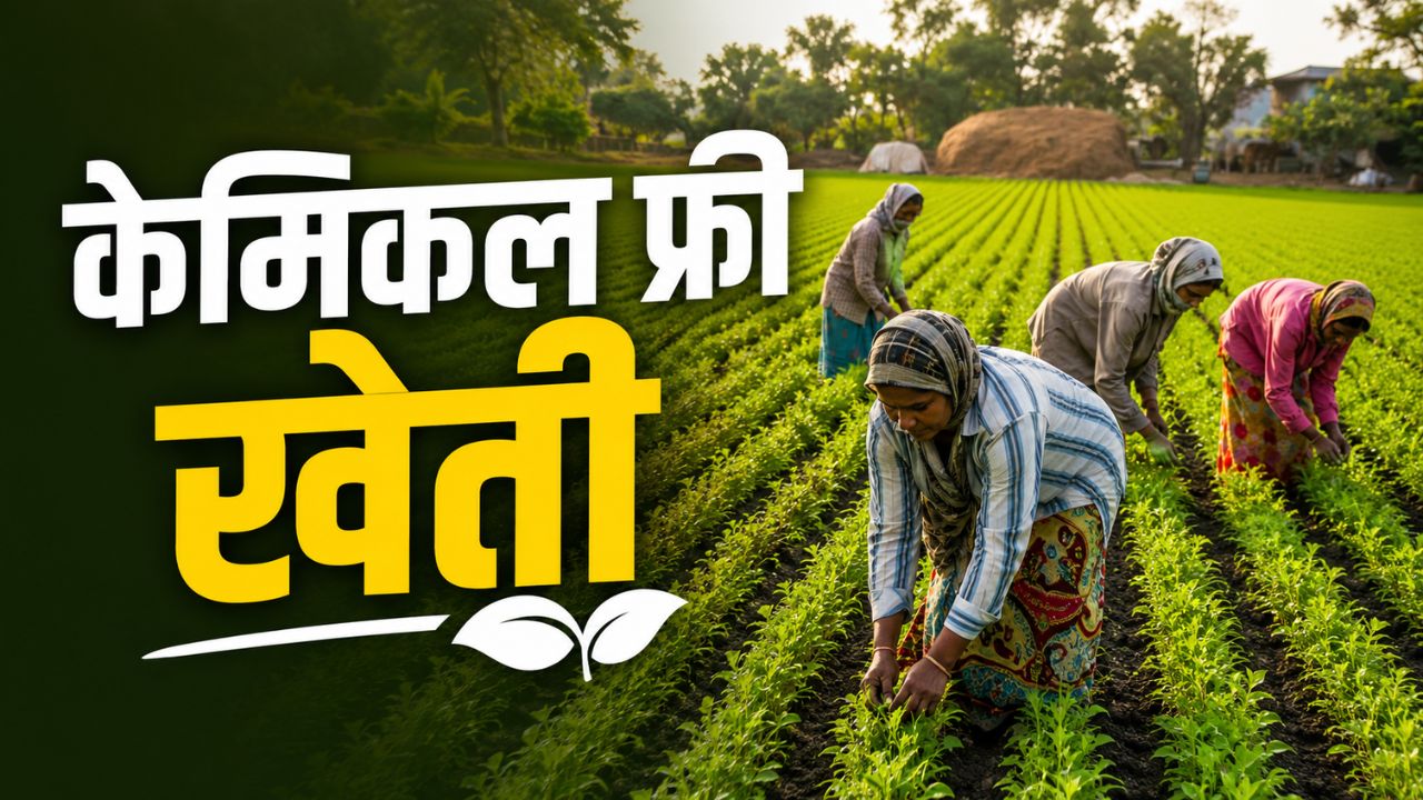 केमिकल फ्री खेती को मिल रही कामयाबी, 50 हजार किसानों ने केमिकल खाद का इस्तेमाल घटाया