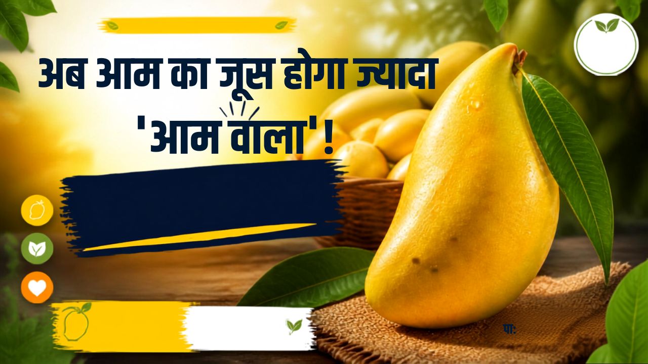 अब तोतापुरी आम का जूस होगा ज्यादा ‘आम वाला’, बीज से बनेगा ‘मैंगो बटर’! जानिए क्या है प्लान