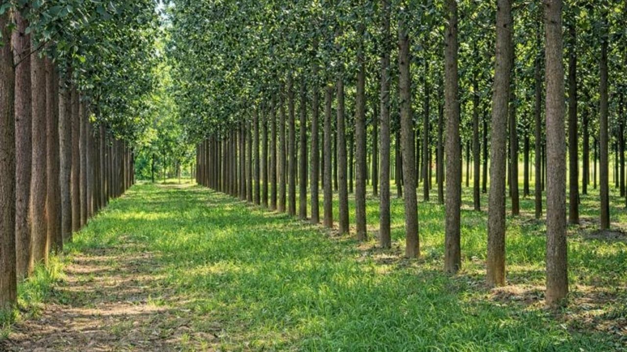 Business Idea: 5-6 साल में लाखों की कमाई! इस पेड़ की खेती बन रही किसानों के लिए फायदे का सौदा