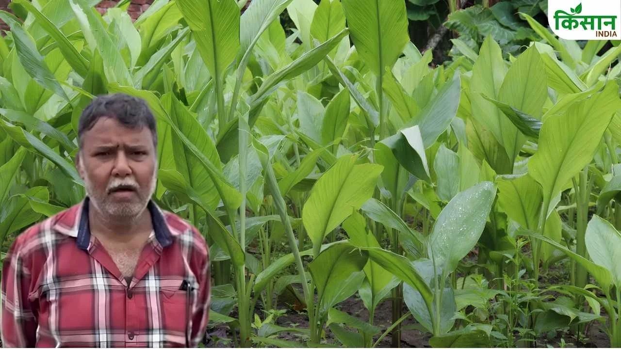 जैविक काली-पीली हल्दी की खेती से लाखों की कमाई, किसान राजीव अचार बनाकर कर रहे बिक्री