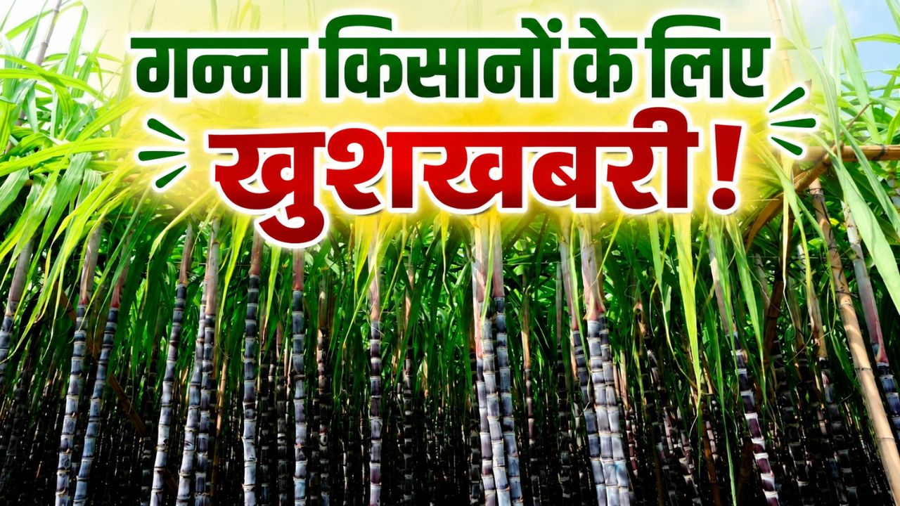 गन्ना किसानों की बढ़ेगी कमाई, इंडियन पोटाश लिमिटेड ने UPL से मिलाया हाथ.. उत्पादन में होगा इजाफा