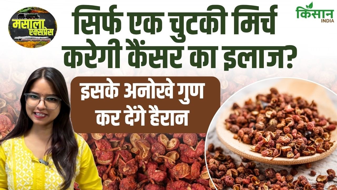 Cancer से Cholesterol तक असरदार! सिचुआन काली मिर्च के फायदे जानकर रह जाएंगे हैरान