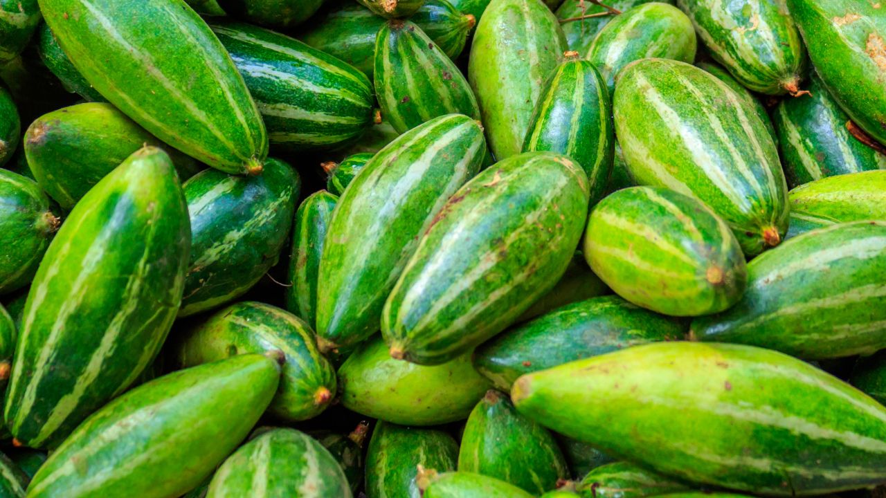 Parwal Farming Tips: वैज्ञानिक तरीके से परवल की खेती कराएगी कमाई, 120 क्विंटल पैदावार होगी