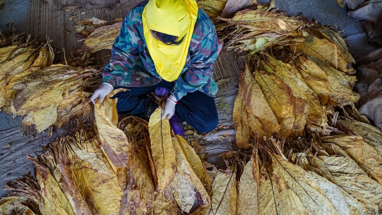 तंबाकू निर्यात में भारत ने बनाया नया रिकॉर्ड, 10 साल में 166 फीसदी बढ़ी कमाई, किसानों को मिला बड़ा फायदा