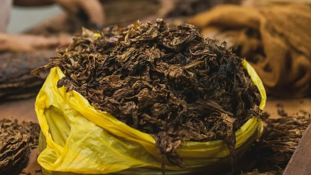 तंबाकू किसानों का फूटा गुस्सा! नहीं मिल रहे खरीदार, अब हाईवे पर होगा बड़ा प्रदर्शन