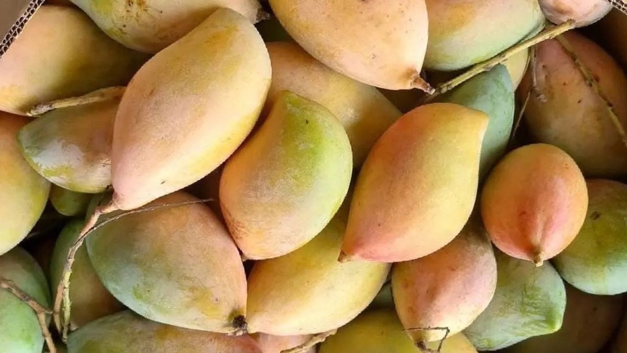 कर्नाटक के आमों को मिला ग्लोबल बाजार, पहली हवाई खेप मालदीव रवाना.. किसानों को फायदा
