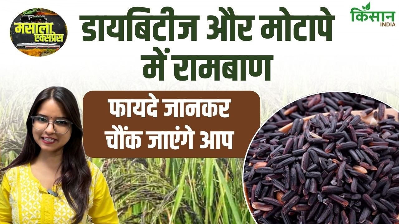 डायबिटीज और मोटापे में फायदेमंद माना जाता है काला नमक चावल, जानिए क्यों बढ़ रही इसकी लोकप्रियता