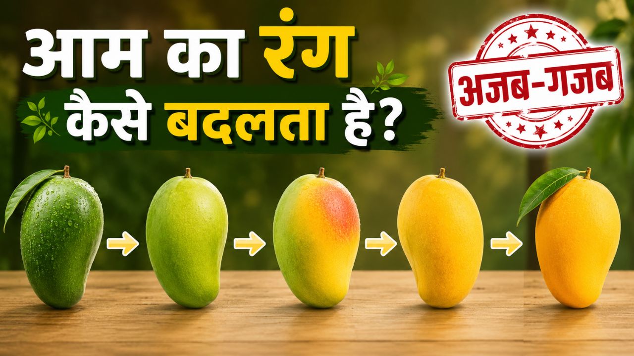 हरा आम आखिर पीला और मीठा कैसे बन जाता है? जानिए इसके पीछे का वैज्ञानिक राज