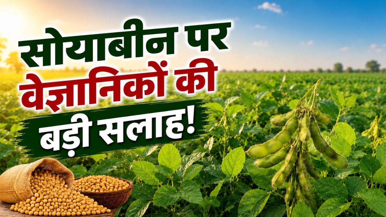 सोयाबीन में बंपर कमाई का फॉर्मूला! कृषि वैज्ञानिक के 5 उपाय अपनाकर बढ़ाएं पैदावार