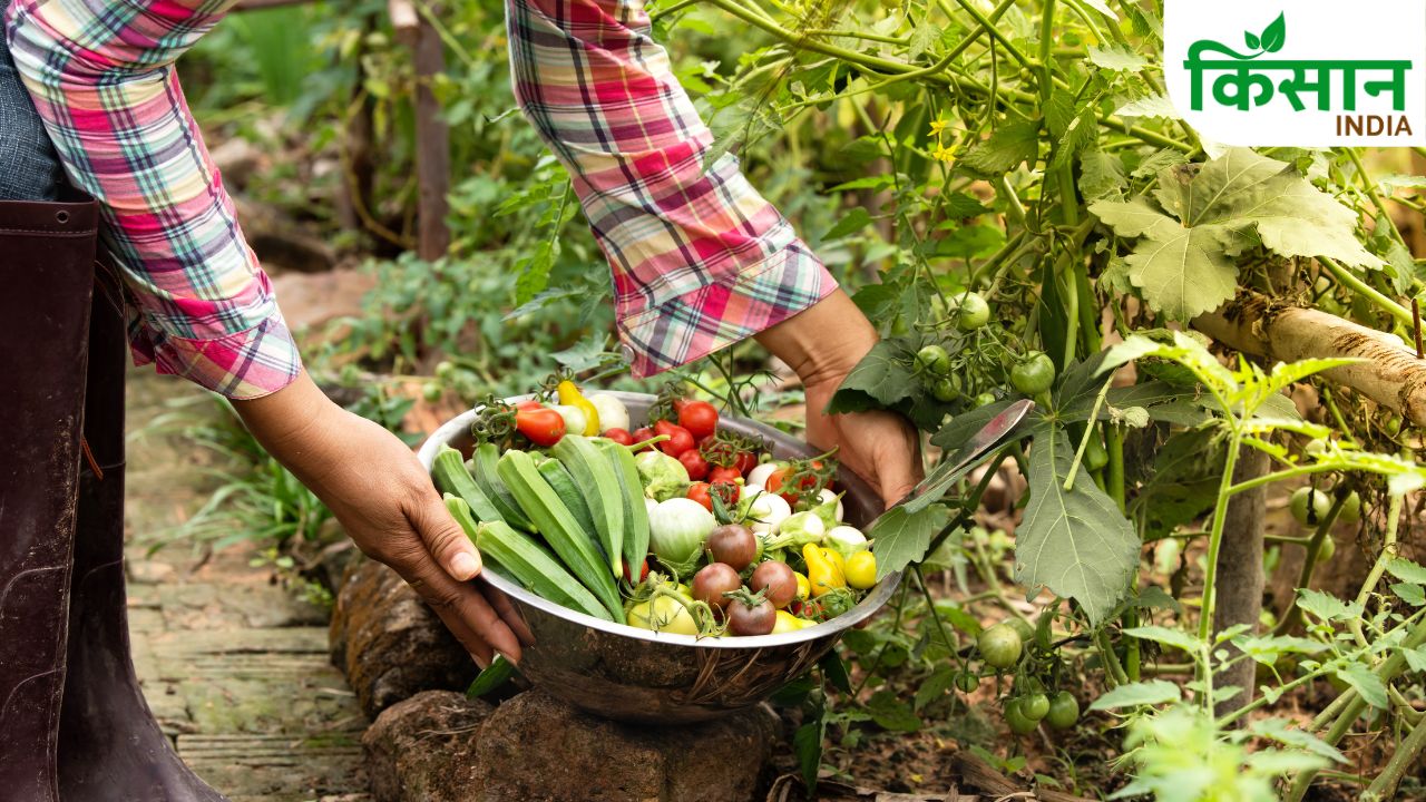 Powdery Mildew Symptoms In Vegetable Crops Monsoon Protection Tips