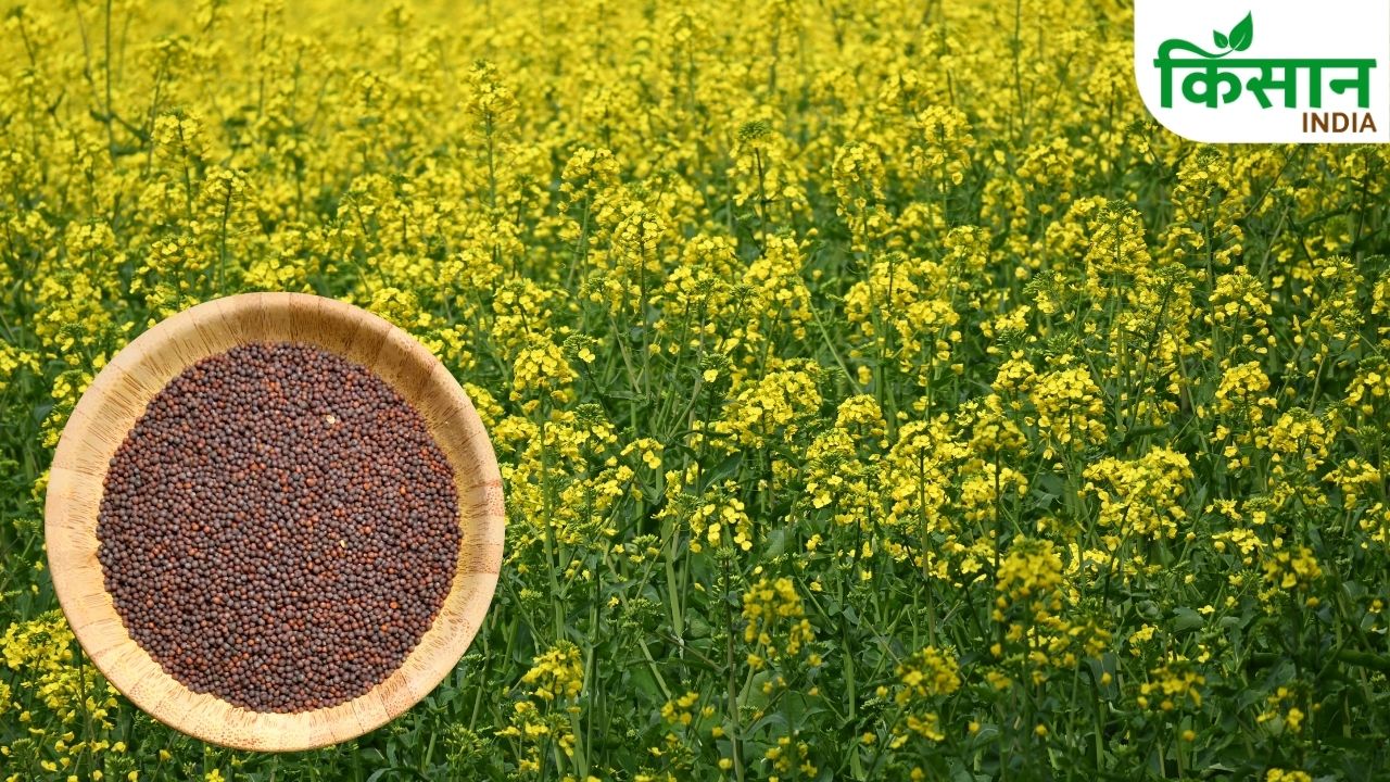 सरसों ने तोड़े 10 साल के रिकॉर्ड! अभी बेचें या रुकें? किसानों के लिए करोड़ों का सवाल