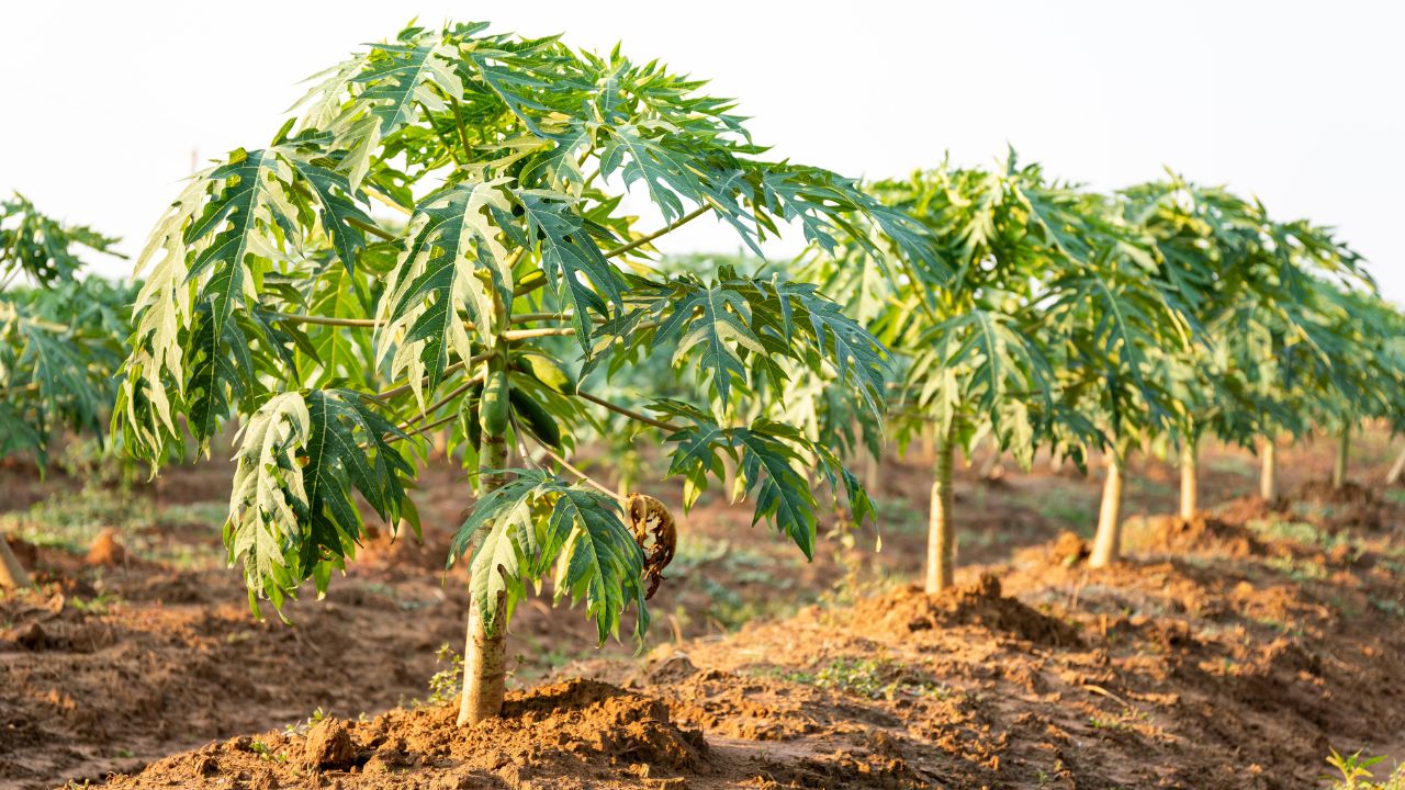 Papaya Farming Tips: पपीते की खेती से बढ़ेगी आमदनी! ऐसे रोपाई करें, कृषि विभाग ने दिए सुझाव