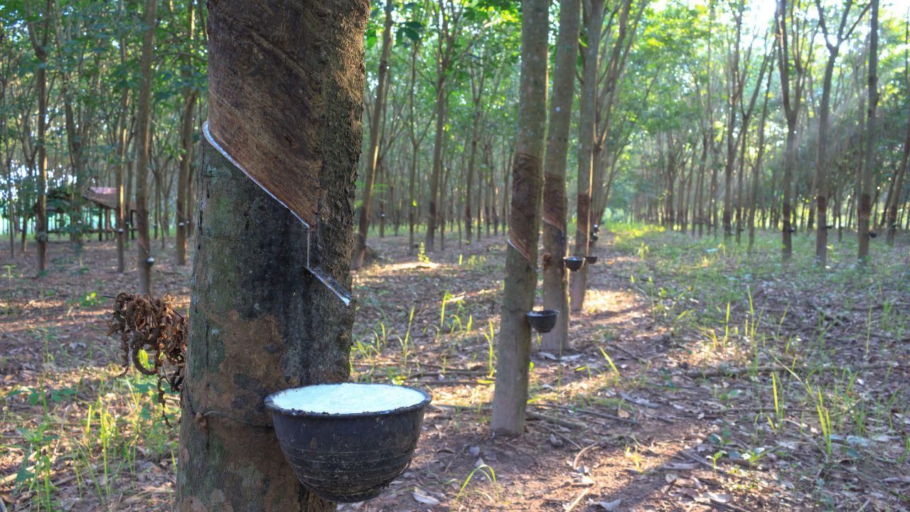 पूर्वोत्तर के लिए बड़ी सौगात, 1.8 लाख हेक्टेयर में लगी नई रबर खेती, 2 लाख किसानों को मिलेगा फायदा