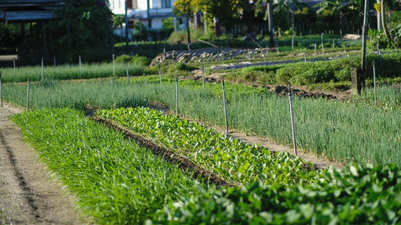 Best Crops In Monsoon: कमजोर मॉनसून में धान को भूलें! इन फसलों से कम पानी में होगी बंपर कमाई Best Crops In Monsoon: कमजोर मॉनसून में धान को भूलें! इन फसलों से कम पानी में होगी बंपर कमाई