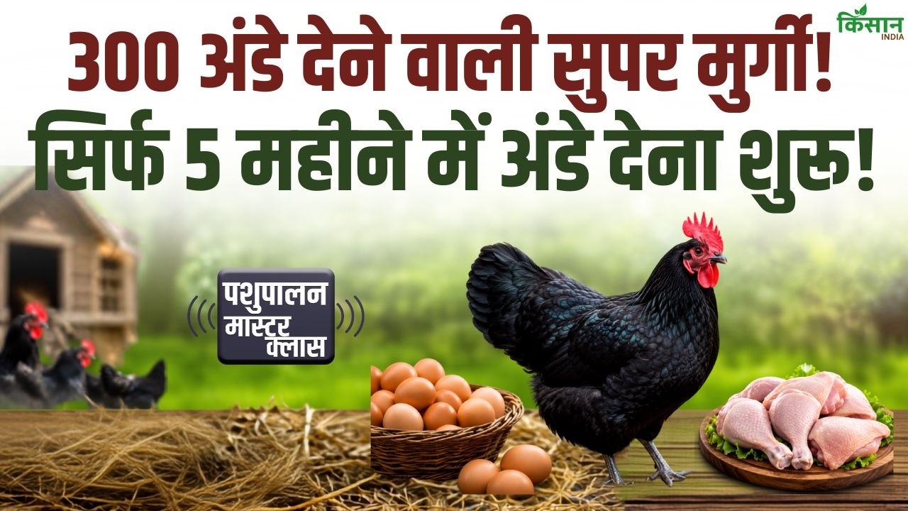 300 अंडे देने वाली सुपर मुर्गी! पोल्ट्री फार्म शुरू करने से पहले जानें Black Australorp की खासियत