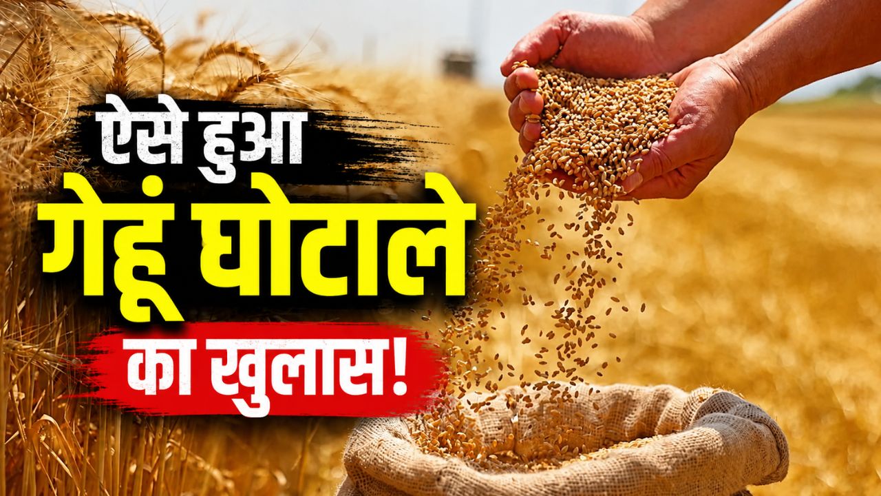 हरियाणा में गेहूं घोटाला! गोदाम से करीब 9500 बोरी अनाज गायब.. अब दर्ज होगी FIR