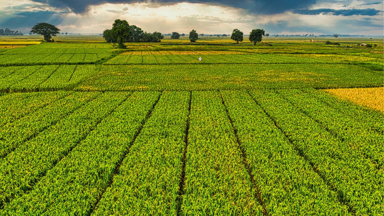 फसल नुकसान पर किसानों को बड़ी राहत, सरकार ने मुआवजे का किया ऐलान.. DBT के जरिए भुगतान