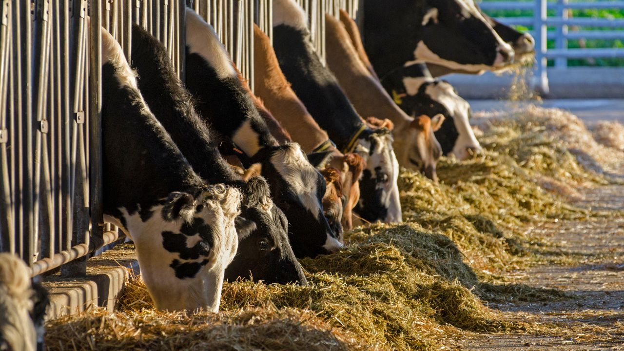 Best 5 Indigenous Cow Breeds For Dairy Farming High Milk Production