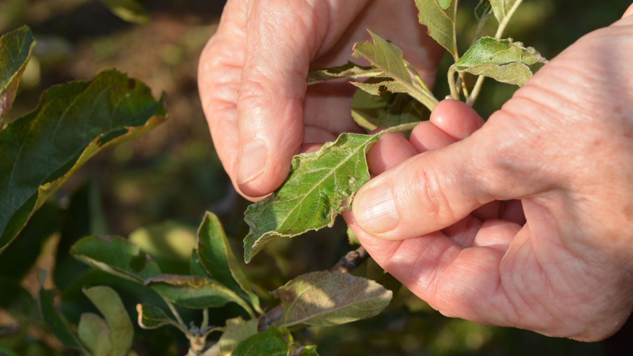 Chilli Leaf Curl Virus: मिर्च की खेती पर मंडराया खतरा, लीफ कर्ल वायरस से बचने के अचूक उपाय