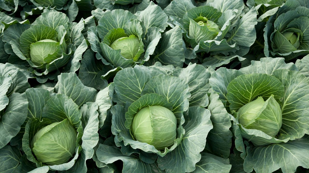 Monsoon Auliflower Farming Tips High Profit Scientific Method