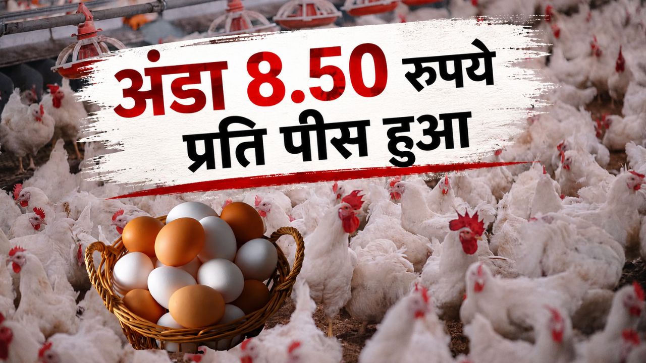 अंडा के साथ चिकन भी महंगा, कीमत में 110 रुपये किलो की बढ़ोतरी.. बिगड़ा किचन का बजट