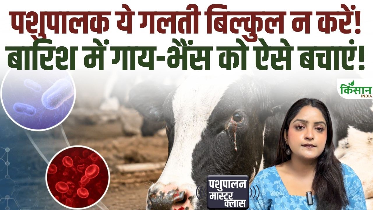 बरसात में गाय-भैंस की सेहत का रखें ख्याल! पशुपालक अपनाएं ये आसान उपाय