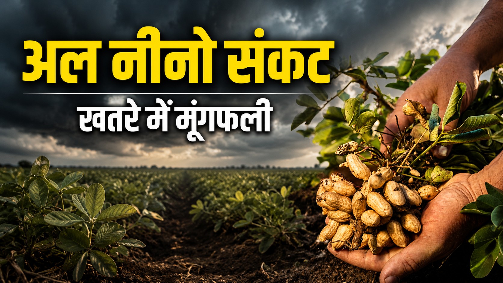 कम बारिश के अलर्ट के बाद भी मूंगफली की खेती क्यों बढ़ा रहे किसान? दांव खेलने के पीछे कई फैक्टर