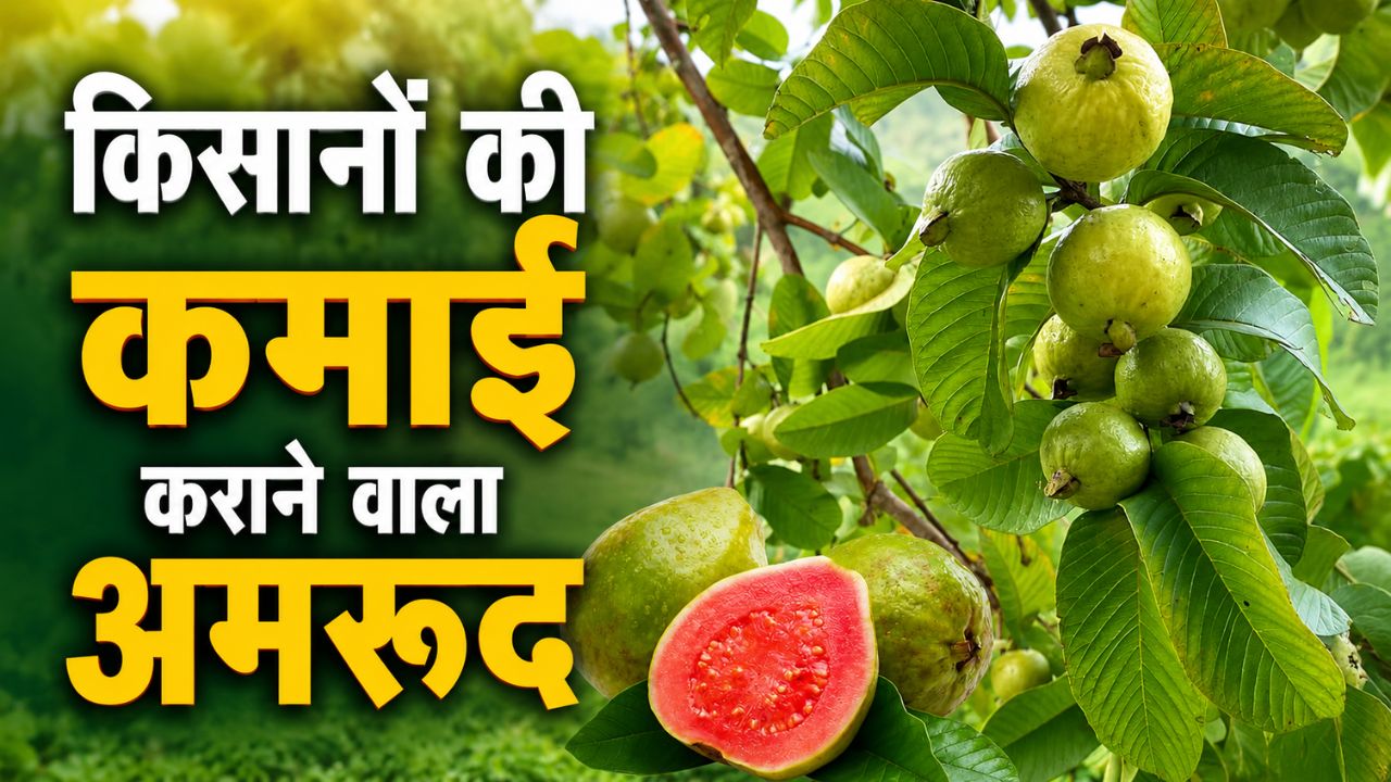 Guava Farming: साल में तीन बार कमाई कराएगी अमरूद की ये खास किस्म, शुरू करें प्लांटेशन