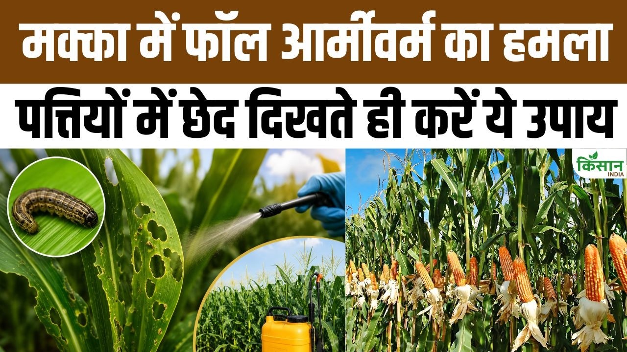 मक्का किसानों के लिए बड़ा अलर्ट! 7 साल से फसल का दुश्मन बना फॉल आर्मीवर्म, ऐसे करें बचाव