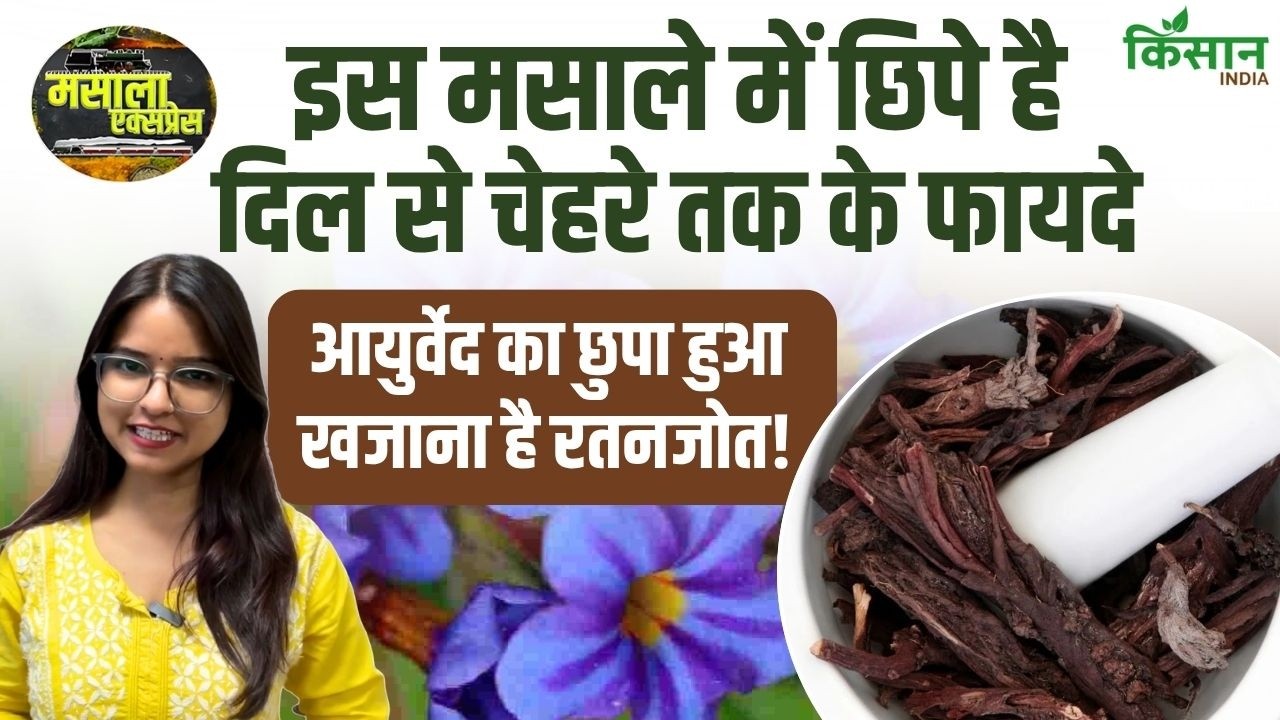 रसोई का अनोखा मसाला रतनजोत, जानिए Alkanet Root के सेहत से जुड़े चौंकाने वाले फायदे