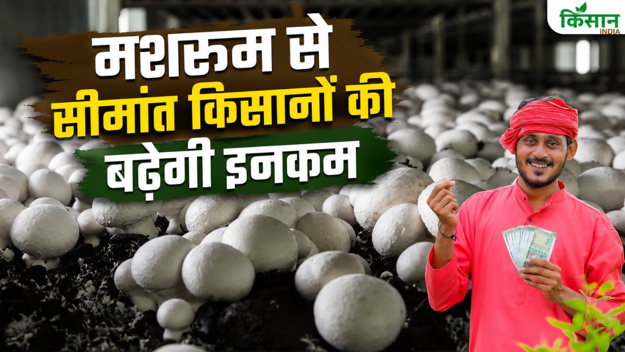 अब पंजाब में किसान करेंगे मशरूम की खेती.. उत्पादन यूनिट लगाने पर मिलेगी 40 फीसदी सब्सिडी
