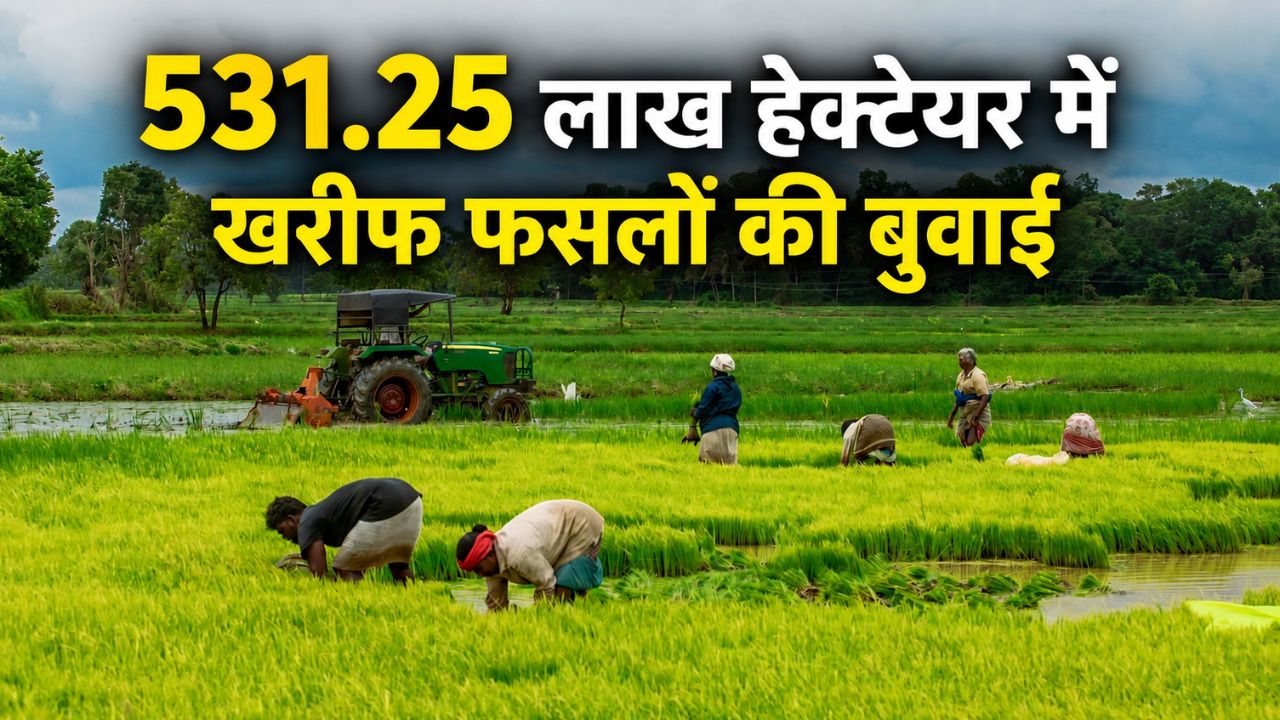 खरीफ बुवाई में आई तेजी, धान ने दी राहत… दलहन-तिलहन ने बढ़ाई सरकार की टेंशन