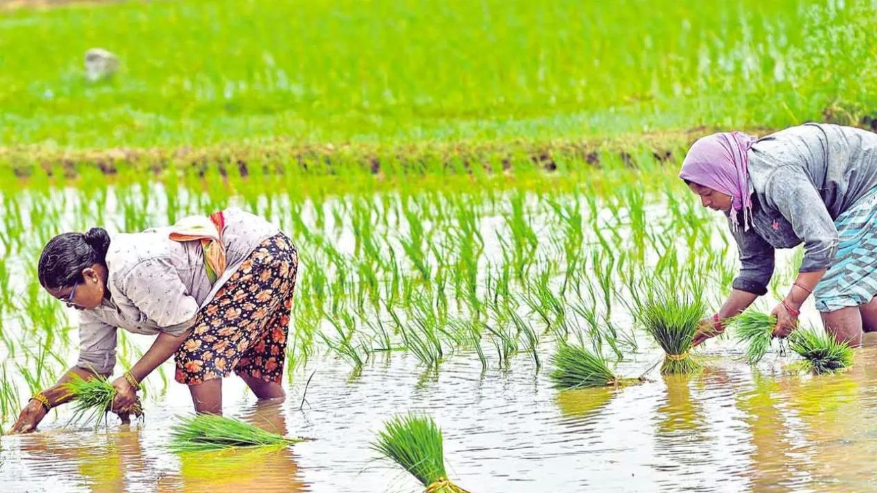 कमजोर मॉनसून का असर, पंजाब में घटा धान का रकबा.. बासमती किसानों की बढ़ी चिंता