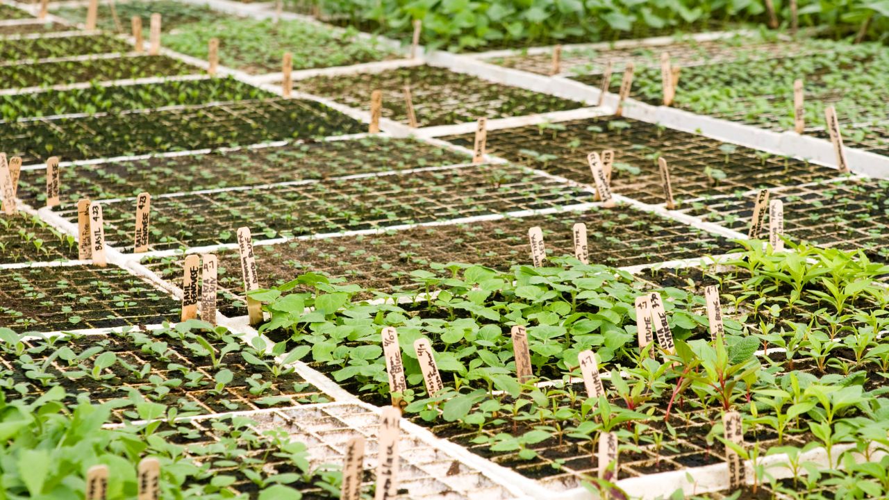 Vegetable Nursery Ready In 20 Days Easy Method For Strong Seedlings