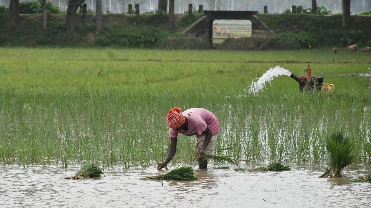 कम बारिश का दिखने लगा असर, धान की बुवाई करने से हिचक रहे किसान.. घट गया रकबा